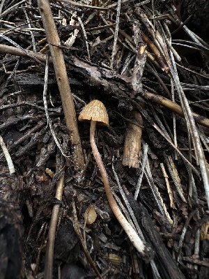  (Conocybe sp. PNW13 - HAY-F-005602)  @11 [ ] c (2023) Rudy Diaz Fungal Diversity Survey