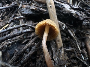  ( - HAY-F-005602)  @11 [ ] c (2023) Rudy Diaz Fungal Diversity Survey