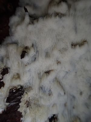  ( - HAY-F-003482)  @11 [ ] by-nc (2023) Sadie Hickey Fungal Diversity Survey