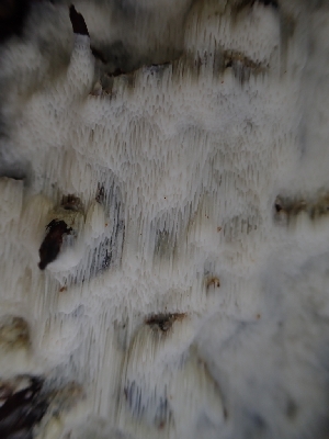  ( - HAY-F-003482)  @11 [ ] by-nc (2023) Sadie Hickey Fungal Diversity Survey