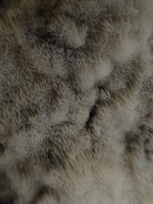  ( - HAY-F-003482)  @11 [ ] by-nc (2023) Sadie Hickey Fungal Diversity Survey