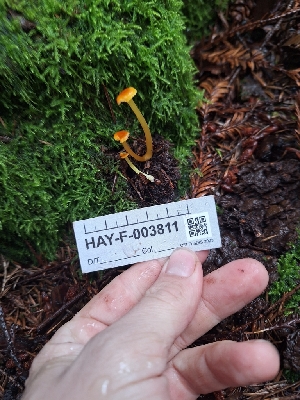  ( - HAY-F-003811)  @11 [ ] by-nc (2023) Sadie Hickey Fungal Diversity Survey