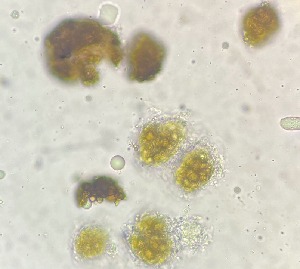  ( - HAY-F-003818)  @11 [ ] by-nc (2023) Grace Stark Fungal Diversity Survey