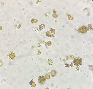  ( - HAY-F-003818)  @11 [ ] by-nc (2023) Grace Stark Fungal Diversity Survey
