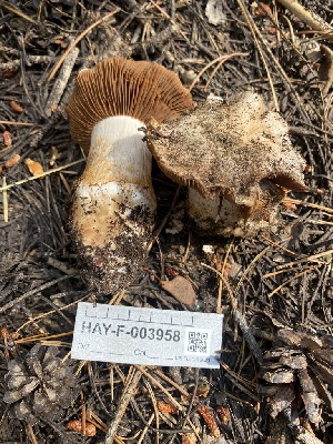  ( - HAY-F-003958)  @11 [ ] by-nc (2023) Grace Stark Fungal Diversity Survey