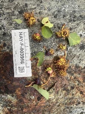  ( - HAY-F-003956)  @11 [ ] by-nc (2023) Grace Stark Fungal Diversity Survey