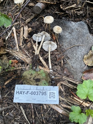  ( - HAY-F-003795)  @11 [ ] by-nc (2023) Grace Stark Fungal Diversity Survey