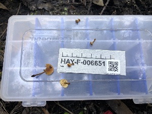  ( - HAY-F-006651)  @11 [ ] by-nc (2023) Dean Lyons Fungal Diversity Survey