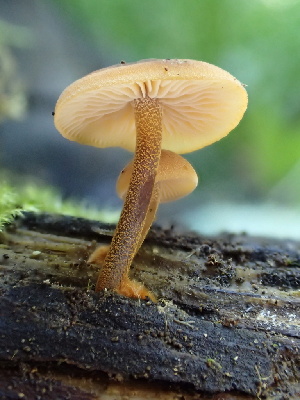  ( - HAY-F-006651)  @11 [ ] by-nc (2023) Dean Lyons Fungal Diversity Survey