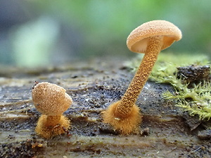  ( - HAY-F-006651)  @11 [ ] by-nc (2023) Dean Lyons Fungal Diversity Survey