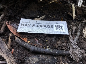  ( - HAY-F-006626)  @11 [ ] by-nc (2023) Dean Lyons Fungal Diversity Survey