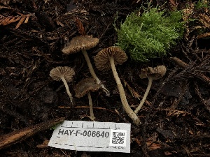  ( - HAY-F-006640)  @11 [ ] by-nc (2023) Dean Lyons Fungal Diversity Survey