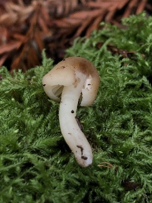  (Neohygrocybe - HAY-F-006638)  @11 [ ] by-nc (2023) Dean Lyons Fungal Diversity Survey
