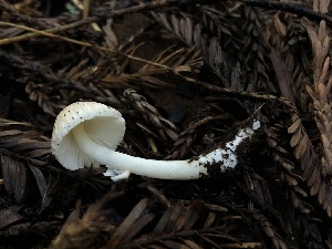  (Leucoagaricus sp. rubrotinctoides-PNW04 - HAY-F-006634)  @11 [ ] by-nc (2023) Dean Lyons Fungal Diversity Survey
