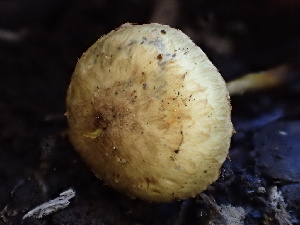  ( - HAY-F-006649)  @11 [ ] by-nc (2023) Dean Lyons Fungal Diversity Survey