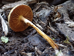  ( - HAY-F-006649)  @11 [ ] by-nc (2023) Dean Lyons Fungal Diversity Survey
