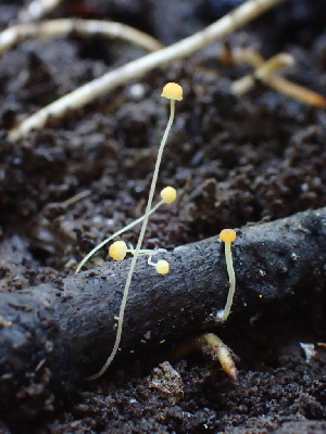  ( - HAY-F-006626)  @11 [ ] by-nc (2023) Dean Lyons Fungal Diversity Survey