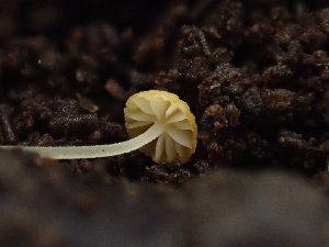  ( - HAY-F-006626)  @11 [ ] by-nc (2023) Dean Lyons Fungal Diversity Survey