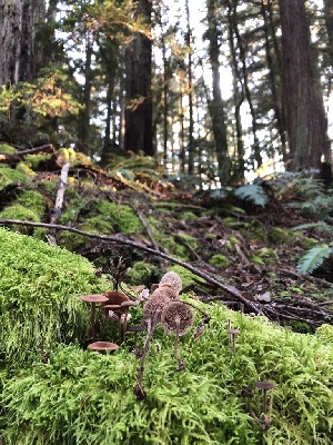  ( - HAY-F-005282)  @11 [ ] by-nc (2023) Dean Lyons Fungal Diversity Survey