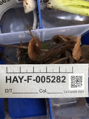  ( - HAY-F-005282)  @11 [ ] by-nc (2023) Dean Lyons Fungal Diversity Survey