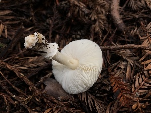  (Leucoagaricus sp. PNW03 - HAY-F-005283)  @11 [ ] by-nc (2023) Dean Lyons Fungal Diversity Survey