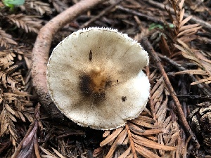  ( - HAY-F-005283)  @11 [ ] by-nc (2023) Dean Lyons Fungal Diversity Survey