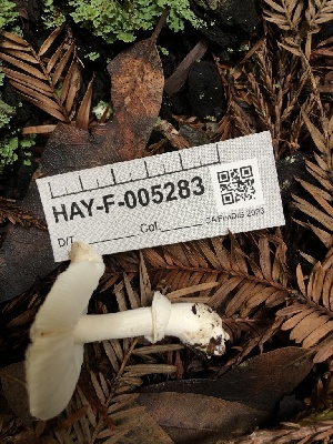  ( - HAY-F-005283)  @11 [ ] by-nc (2023) Dean Lyons Fungal Diversity Survey