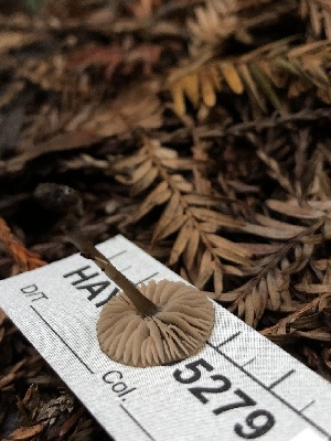  ( - HAY-F-005279)  @11 [ ] by-nc (2023) Dean Lyons Fungal Diversity Survey