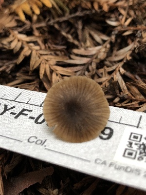  ( - HAY-F-005279)  @11 [ ] by-nc (2023) Dean Lyons Fungal Diversity Survey