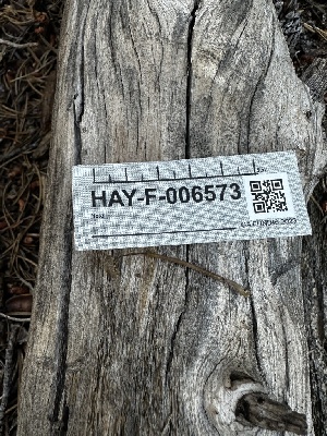  ( - HAY-F-006573)  @11 [ ] by-nc (2023) Aaron Tupac Fungal Diversity Survey