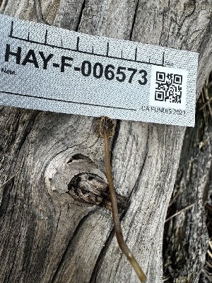  ( - HAY-F-006573)  @11 [ ] by-nc (2023) Aaron Tupac Fungal Diversity Survey