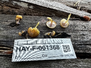  (Chromosera sp. cyanophila-CA01 - HAY-F-001368)  @11 [ ] by-nc (2023) Aaron Tupac Fungal Diversity Survey