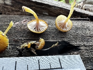 ( - HAY-F-001368)  @11 [ ] by-nc (2023) Aaron Tupac Fungal Diversity Survey