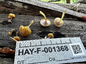  ( - HAY-F-001368)  @11 [ ] by-nc (2023) Aaron Tupac Fungal Diversity Survey