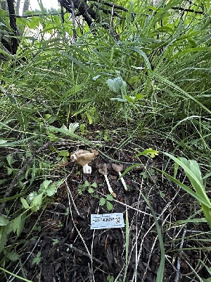  ( - HAY-F-006597)  @11 [ ] by-nc (2023) Aaron Tupac Fungal Diversity Survey