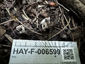  ( - HAY-F-006599)  @11 [ ] by-nc (2023) Aaron Tupac Fungal Diversity Survey