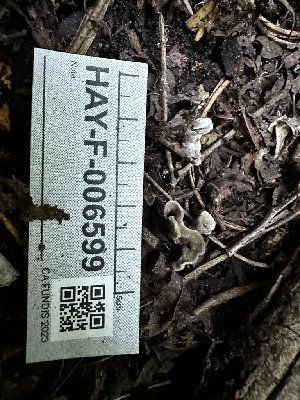  ( - HAY-F-006599)  @11 [ ] by-nc (2023) Aaron Tupac Fungal Diversity Survey