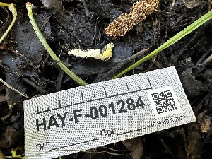  ( - HAY-F-001284)  @11 [ ] by-nc (2023) Aaron Tupac Fungal Diversity Survey