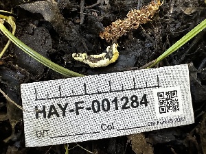  ( - HAY-F-001284)  @11 [ ] by-nc (2023) Aaron Tupac Fungal Diversity Survey