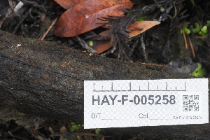  ( - HAY-F-005258)  @11 [ ] by-nc (2023) Warren Cardimona Fungal Diversity Survey