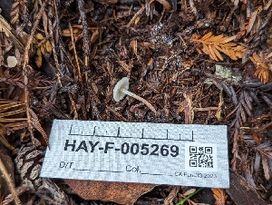 ( - HAY-F-005269)  @11 [ ] by-nc (2023) Warren Cardimona Fungal Diversity Survey