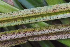  (Puccinia sp. CA08 - HAY-F-005264)  @11 [ ] by-nc (2023) Warren Cardimona Fungal Diversity Survey