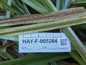  ( - HAY-F-005264)  @11 [ ] by-nc (2023) Warren Cardimona Fungal Diversity Survey