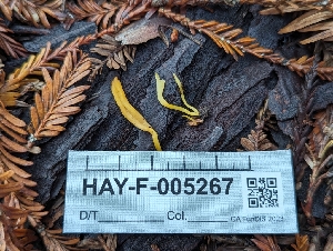  ( - HAY-F-005267)  @11 [ ] by-nc (2023) Warren Cardimona Fungal Diversity Survey