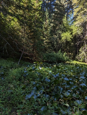  ( - HAY-F-005264)  @11 [ ] by-nc (2023) Warren Cardimona Fungal Diversity Survey