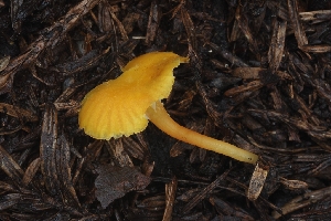  ( - HAY-F-005270)  @11 [ ] by-nc (2023) Warren Cardimona Fungal Diversity Survey