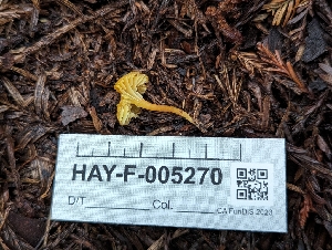  (Hygrocybe sp. parvula-PNW01 - HAY-F-005270)  @11 [ ] by-nc (2023) Warren Cardimona Fungal Diversity Survey