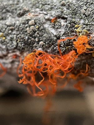  (Cryptosphaeria pullmanensis - HAY-F-004332)  @11 [ ] by-nc (2023) Jaren Hockert Fungal Diversity Survey
