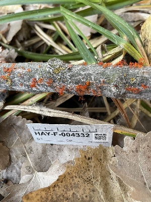  ( - HAY-F-004332)  @11 [ ] by-nc (2023) Jaren Hockert Fungal Diversity Survey