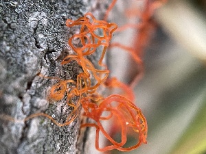  ( - HAY-F-004332)  @11 [ ] by-nc (2023) Jaren Hockert Fungal Diversity Survey